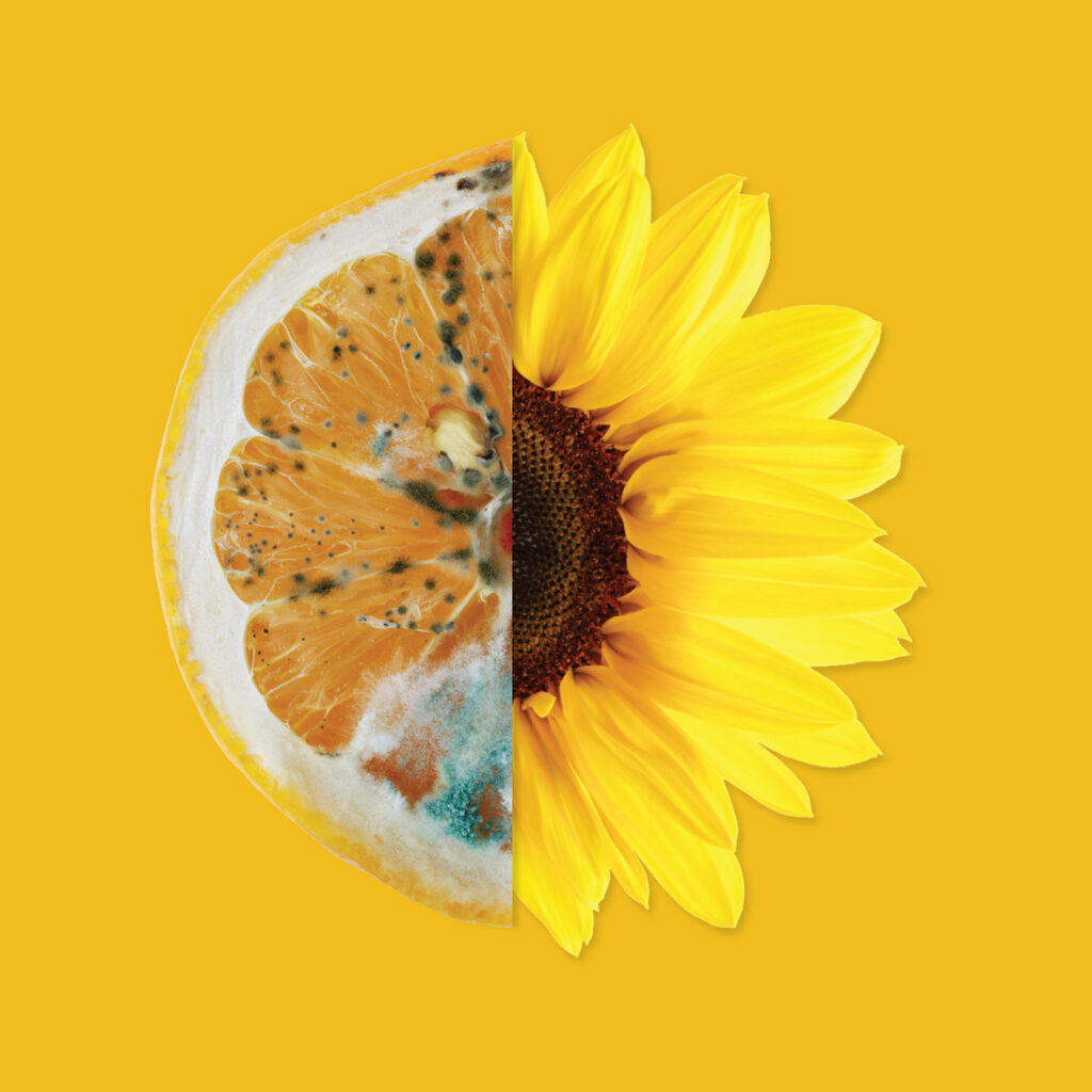 Photo of a sunflower and a moldy orange